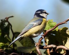 Blaumeise-Parus caeruleus