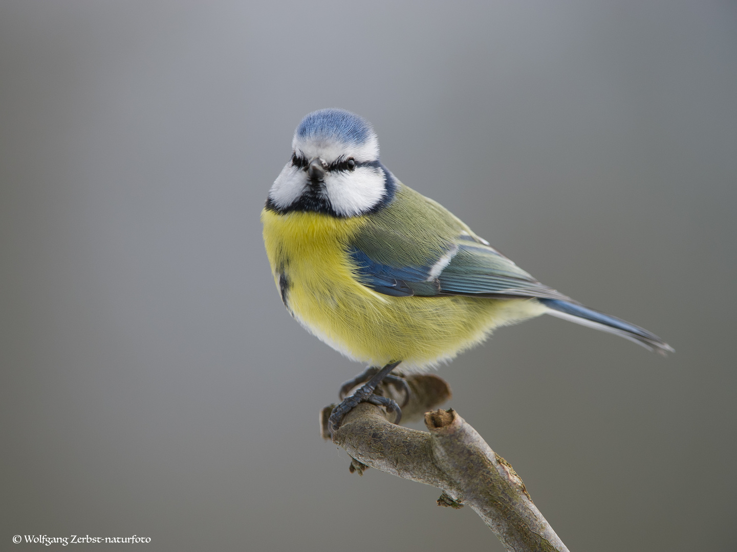 --- Blaumeise --             ( Parus caeruleus )