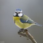 --- Blaumeise --             ( Parus caeruleus )