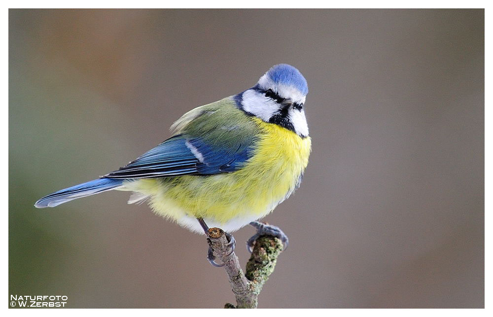 -- Blaumeise -- ( Parus caeruleus )