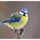 -- Blaumeise -- ( Parus caeruleus )