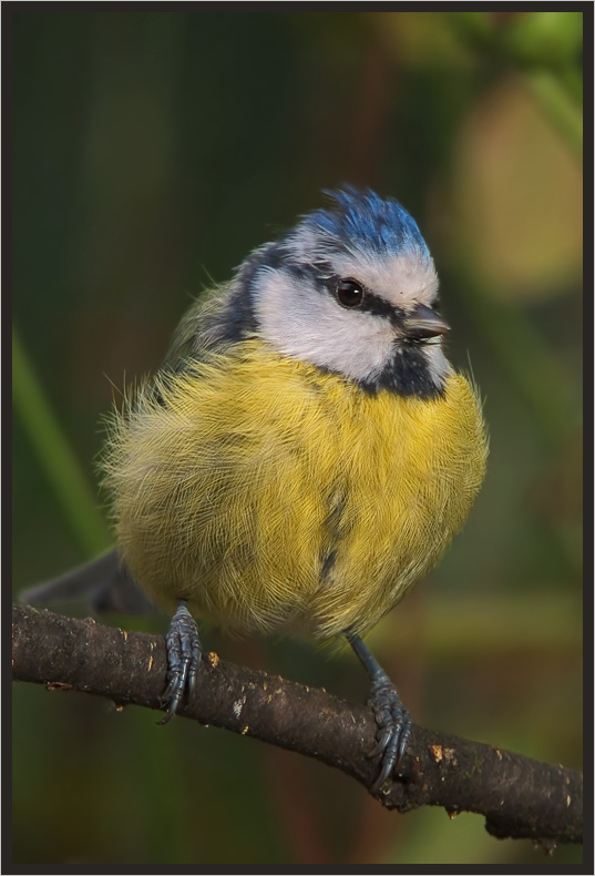 Blaumeise (Parus caeruleus)