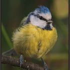 Blaumeise (Parus caeruleus)