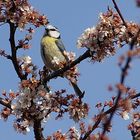 Blaumeise (Parus caeruleus)