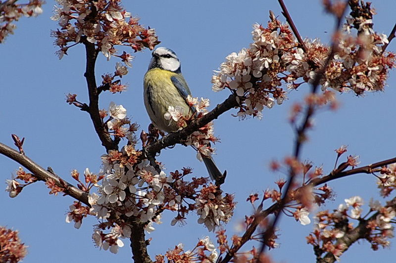 Blaumeise (Parus caeruleus)