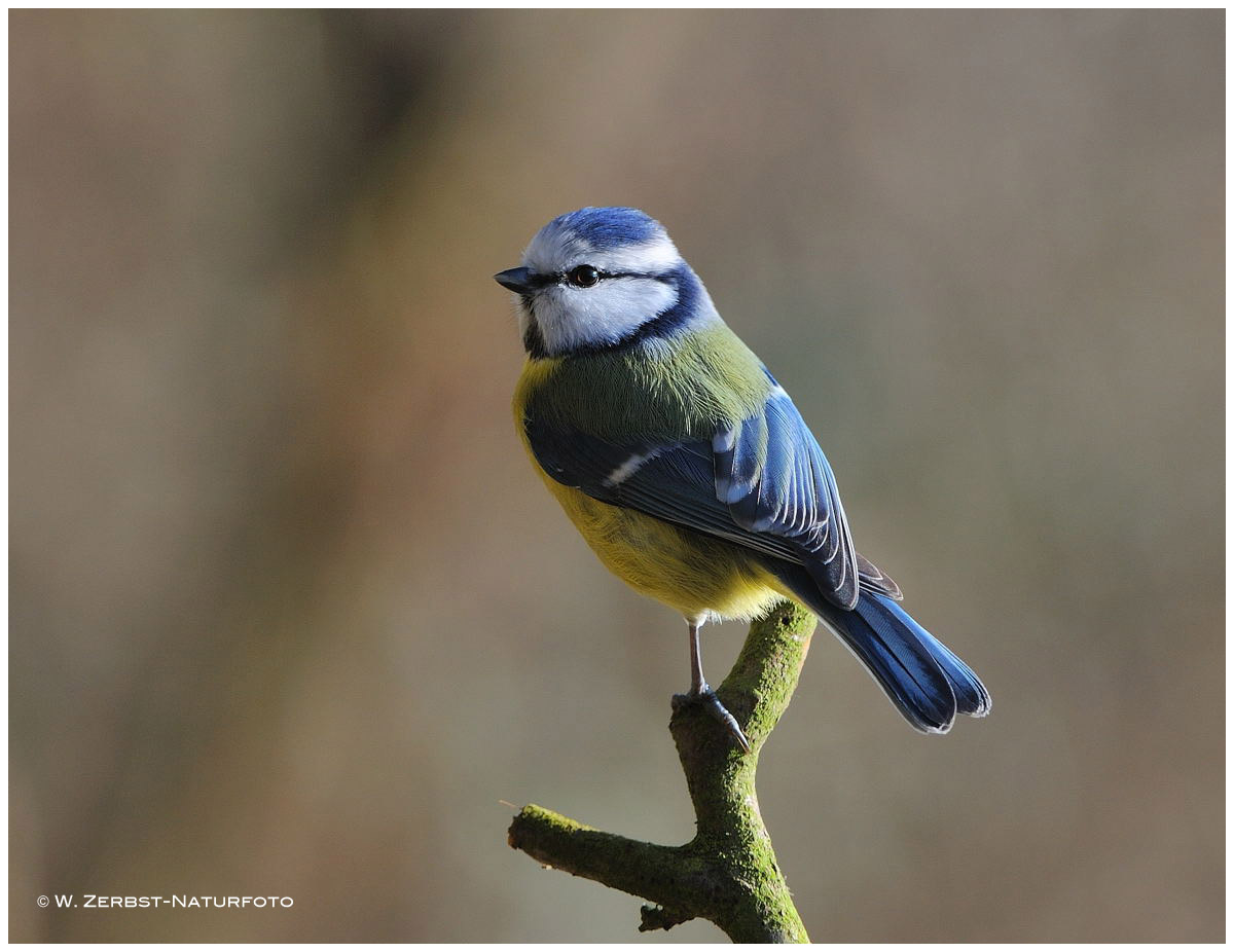 --- Blaumeise --- ( Parus caeruleus )