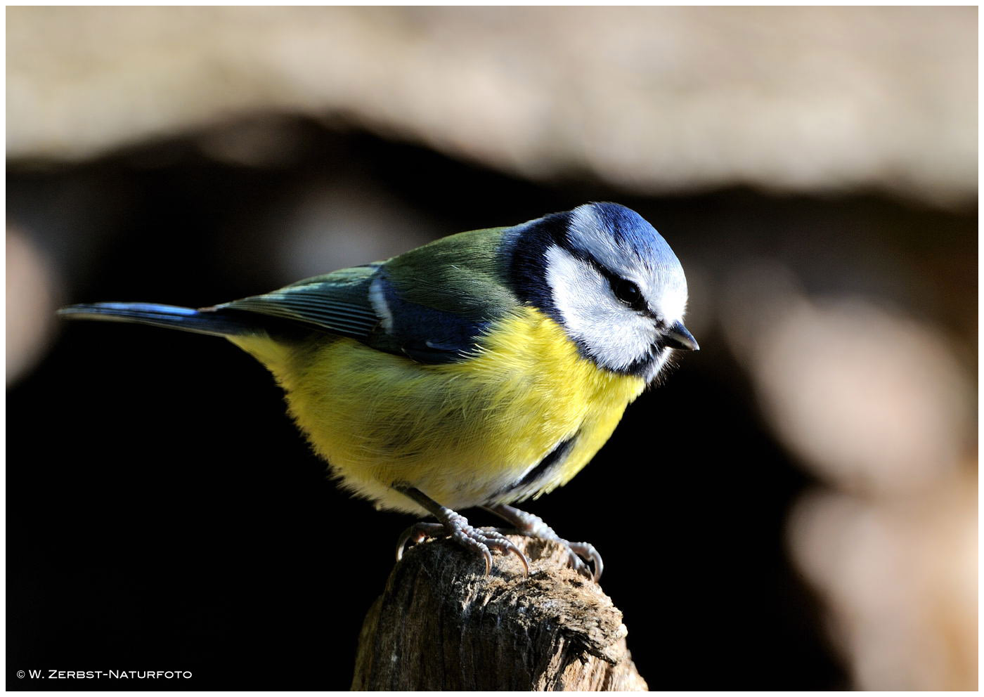 --- Blaumeise -- ( Parus caeruleus )