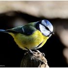 --- Blaumeise -- ( Parus caeruleus )