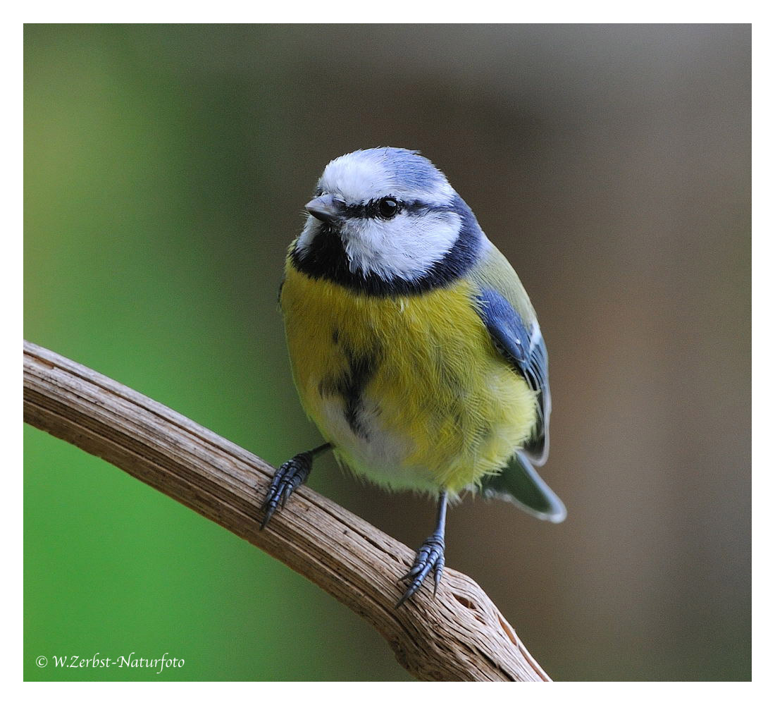 --- Blaumeise ---- Parus caeruleus )