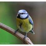 --- Blaumeise ---- Parus caeruleus )