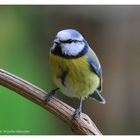 --- Blaumeise ---- Parus caeruleus )