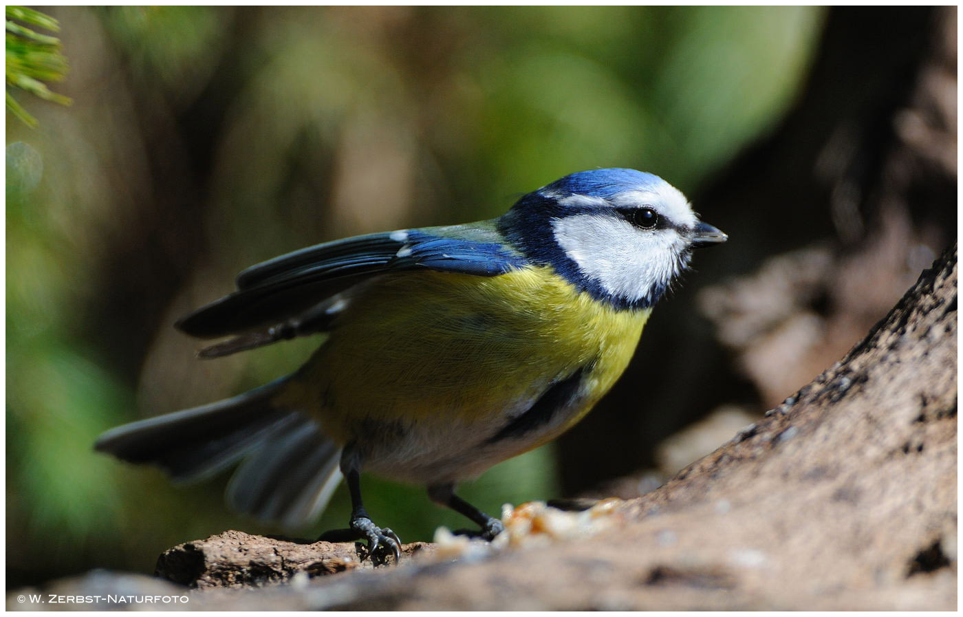 --- Blaumeise -   ( Parus caeruleus )