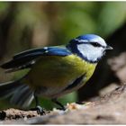 --- Blaumeise -   ( Parus caeruleus )