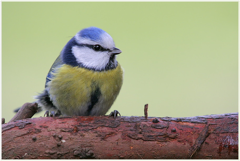 Blaumeise (Parus caeruleus)