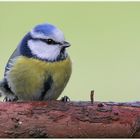 Blaumeise (Parus caeruleus)