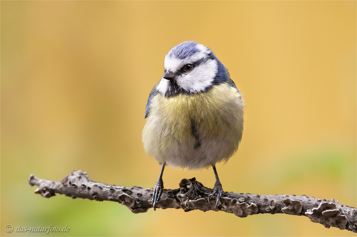 Blaumeise (Parus caeruleus)