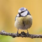 Blaumeise (Parus caeruleus)