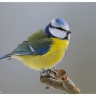 ---- Blaumeise ---- ( Parus caeruleus )