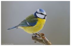 ---- Blaumeise ---- ( Parus caeruleus )