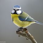 --- Blaumeise ---              ( Parus caeruleus )