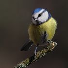 Blaumeise (Parus caeruleus)