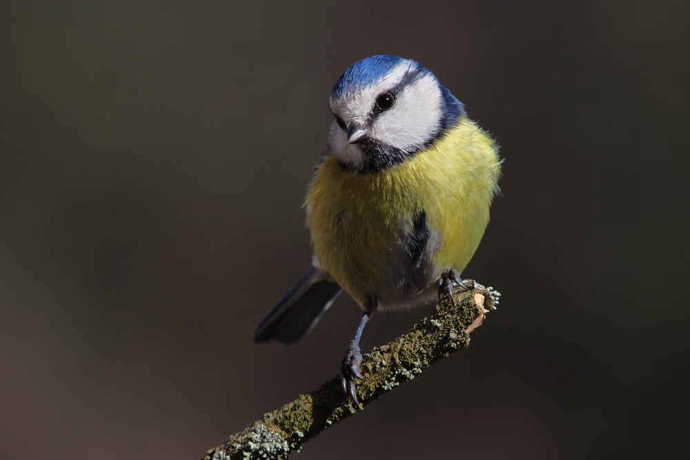 Blaumeise (Parus caeruleus)