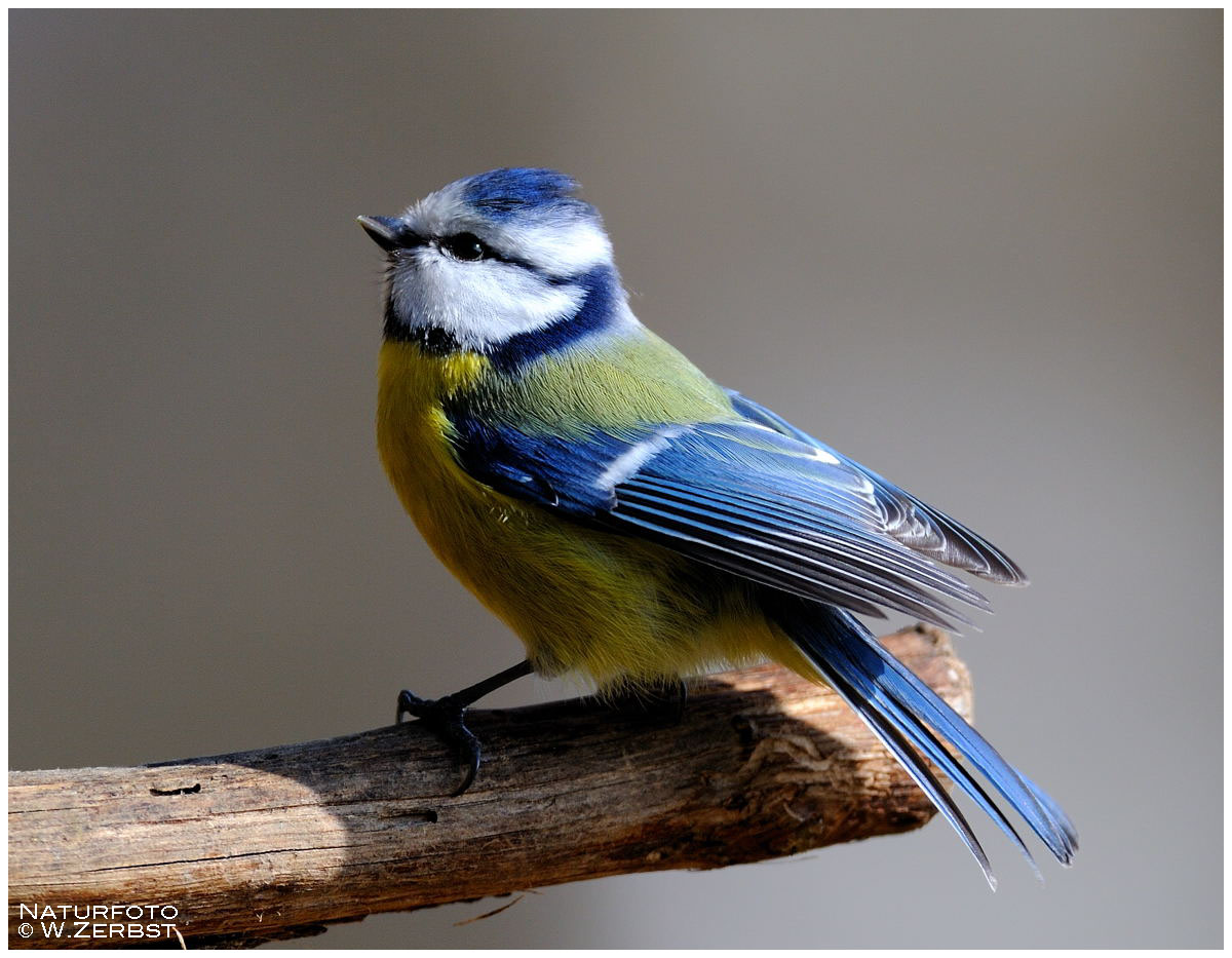 - Blaumeise - (Parus caeruleus)