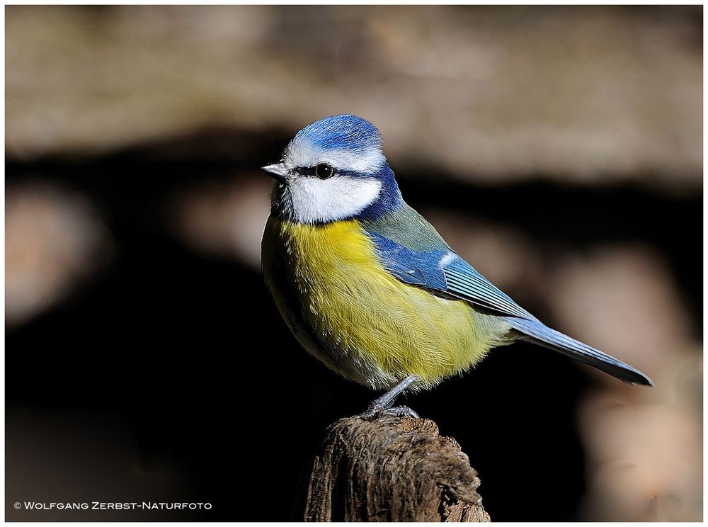 --- Blaumeise --- ( Parus caeruleus )