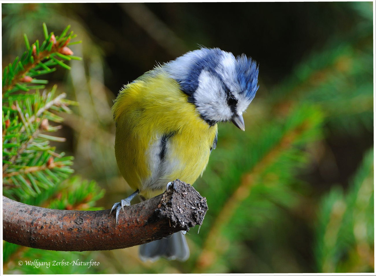 --- Blaumeise --- ( Parus caeruleus )