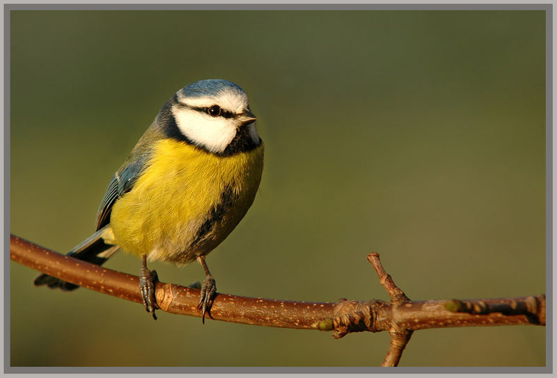 Blaumeise (Parus caeruleus)....