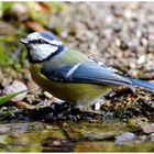 --- Blaumeise --- ( Parus caeruleus )