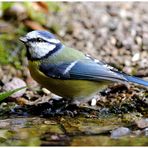 --- Blaumeise --- ( Parus caeruleus )