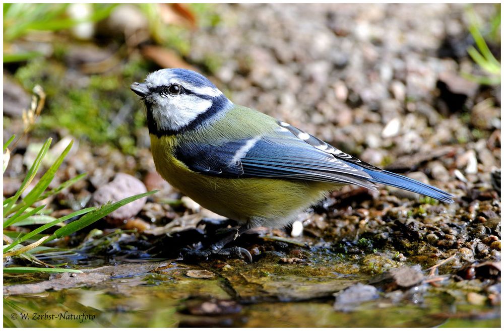 --- Blaumeise --- ( Parus caeruleus )