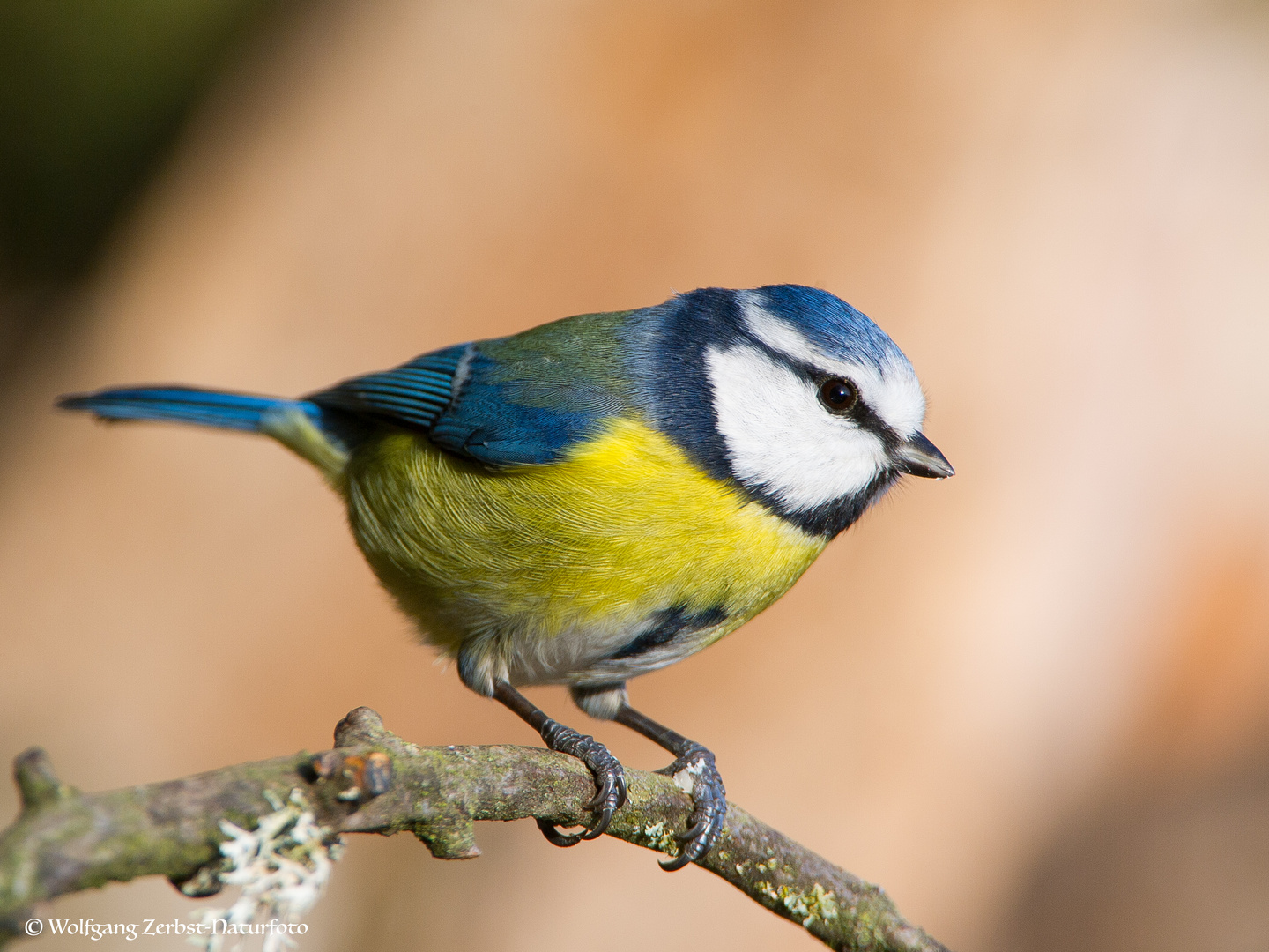 --- Blaumeise ---             ( Parus caeruleus )