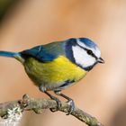 --- Blaumeise ---             ( Parus caeruleus )