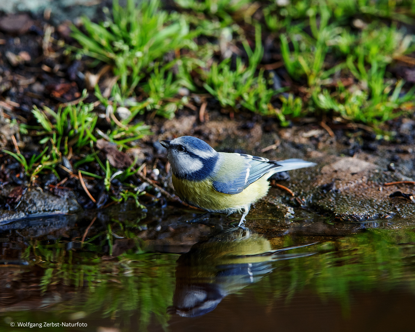 --- Blaumeise  ---   ( Parus caeruleus )