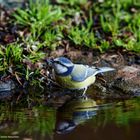 --- Blaumeise  ---   ( Parus caeruleus )