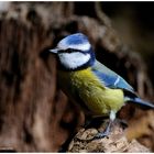 --- Blaumeise --- ( Parus caeruleus )