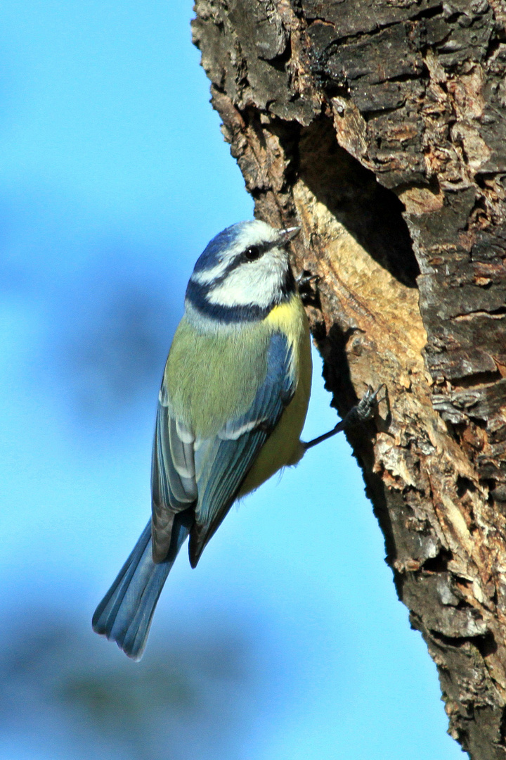 Blaumeise - Parus caeruleus