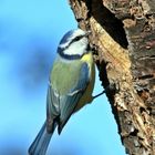 Blaumeise - Parus caeruleus