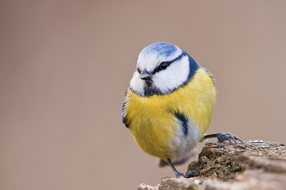 Blaumeise (Parus caeruleus)