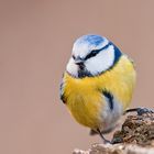 Blaumeise (Parus caeruleus)