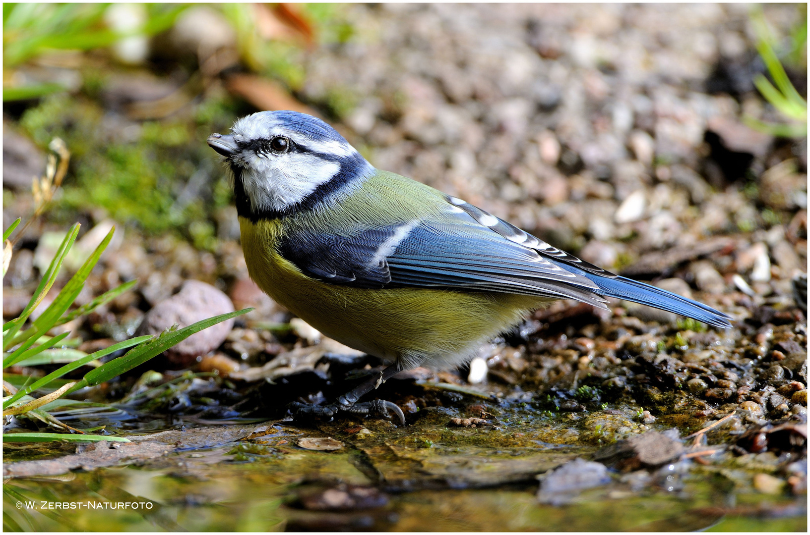 --- Blaumeise ---- ( Parus caeruleus )