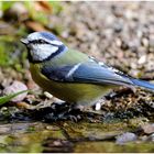 --- Blaumeise ---- ( Parus caeruleus )