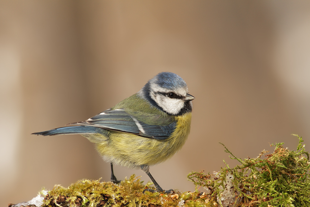 Blaumeise parus caeruleus