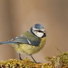 Blaumeise parus caeruleus