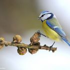 --- Blaumeise ---        ( Parus caeruleus )