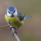 Blaumeise (Parus caeruleus) 