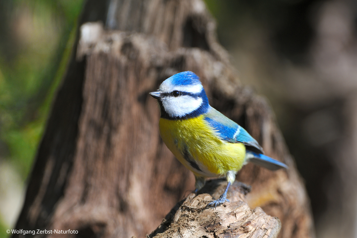 --- Blaumeise ---     ( Parus caeruleus )