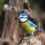 --- Blaumeise ---     ( Parus caeruleus )